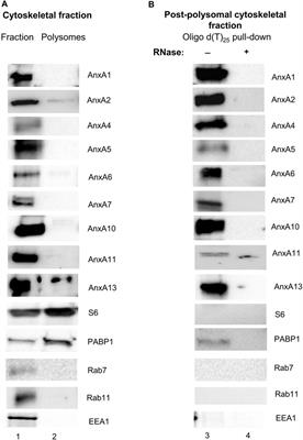 RNA-binding is an ancient trait of the Annexin family